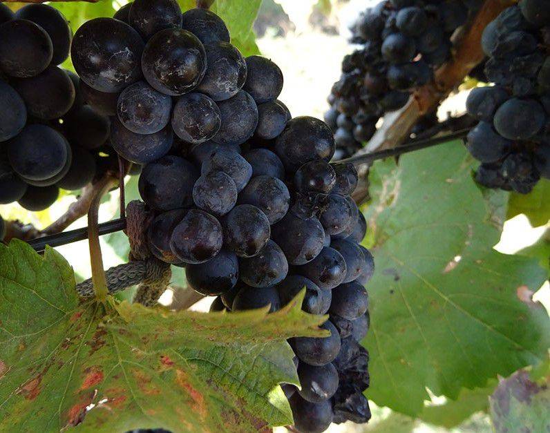 Виноград северный плечистик: описание сорта, фото, отзывы