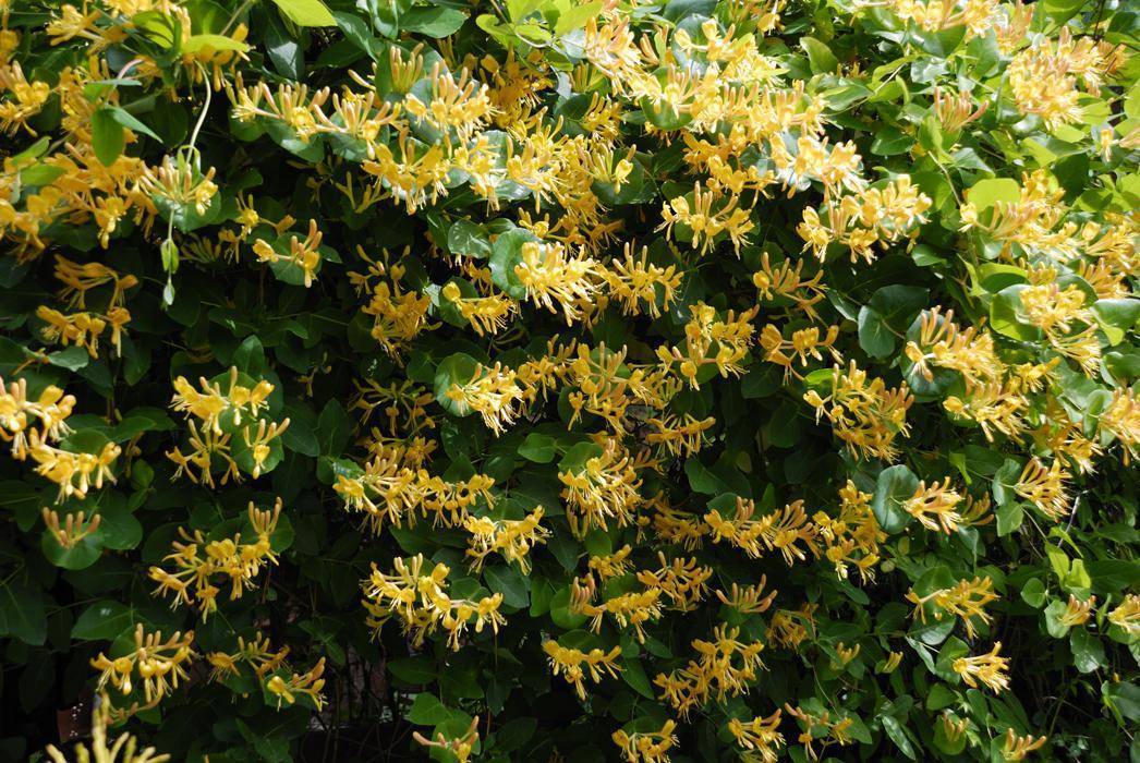 Жимолость японская: Пурпуреа, Ауреоретикулата, Ред Ворлд