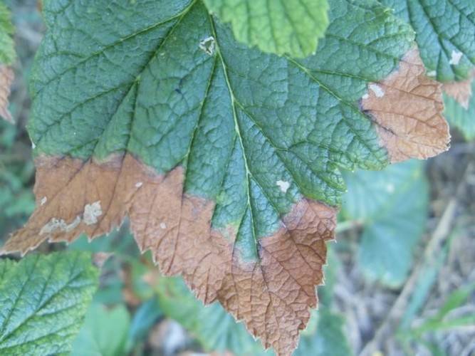 Коричневые пятна на листьях смородины: причины, способы избавления