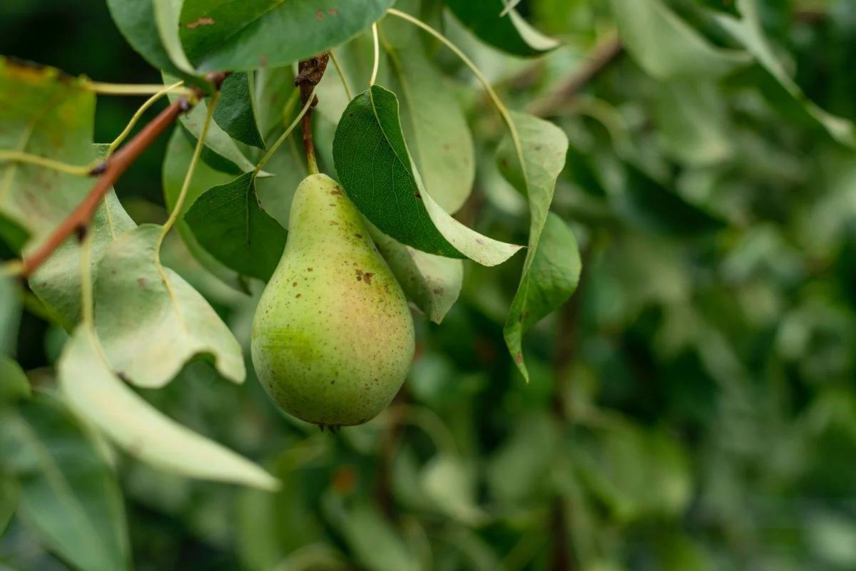 Как заставить грушу плодоносить каждый год: что делать для плодоношения