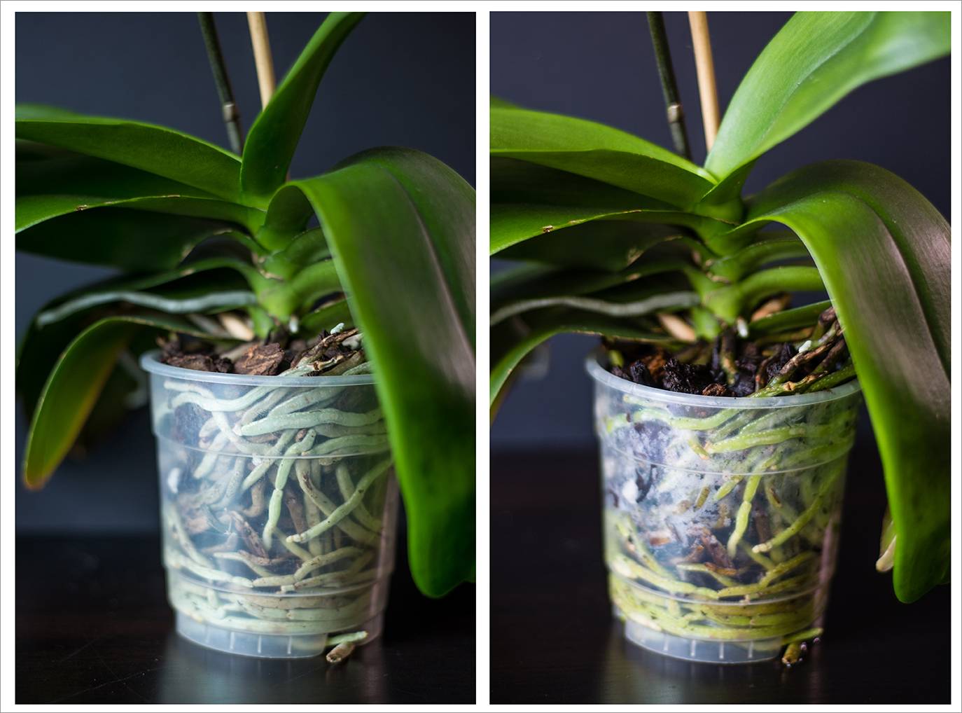 Как поливать орхидею в горшке в домашних условиях правильно: фото, описание процесса и советы начинающим, а также нюансы для емкостей с дырками и без