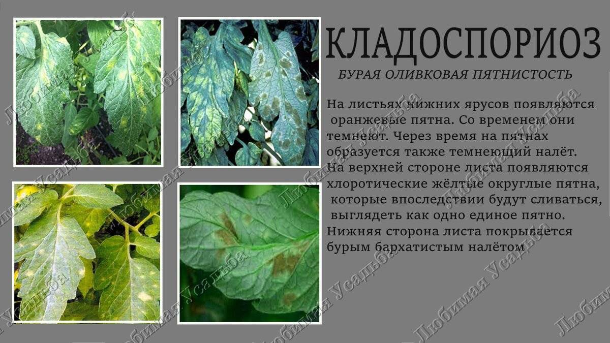 Болезни томатов на листьях рассады фото и их лечение