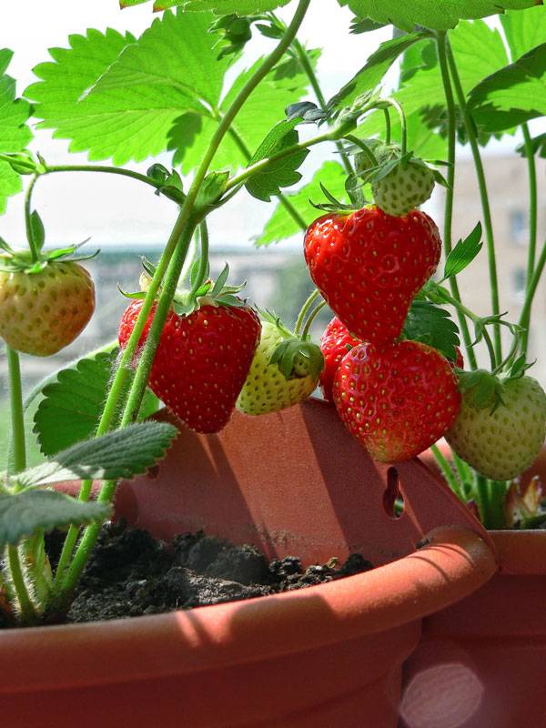 Выращиваем землянику дома на подоконнике: летняя ягода на зимнем столе