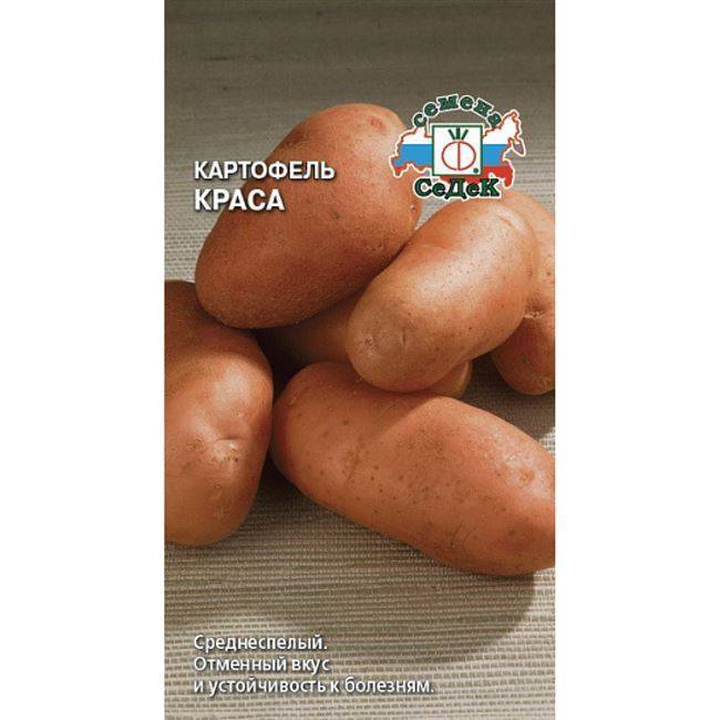 ᐉ сорт картофеля «краса» – описание и фото - roza-zanoza.ru