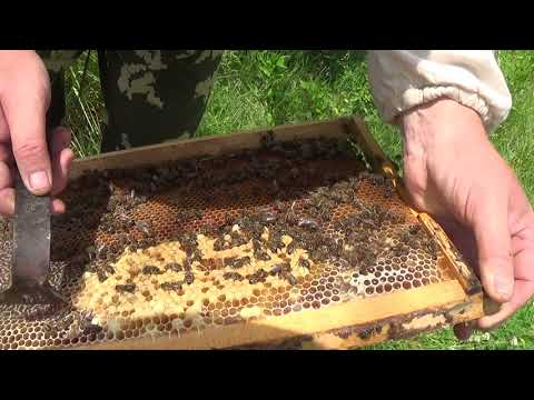 Пчела трутовка: как исправить семью и матку (фото, видео)
