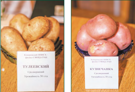 Картофель сорта кемеровчанин: описание и характеристика, фото и отзывы, вкусовые качества семенных плодов элита