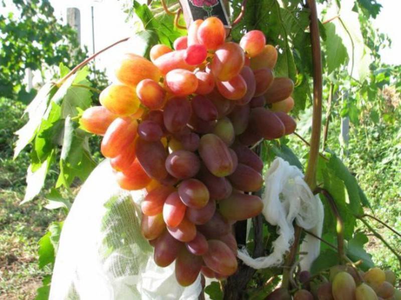 Преображение — самоопыляемый сорт винограда