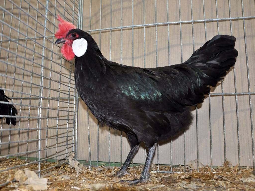 Минорка порода кур: описание белых и черных куриц (фото и видео)