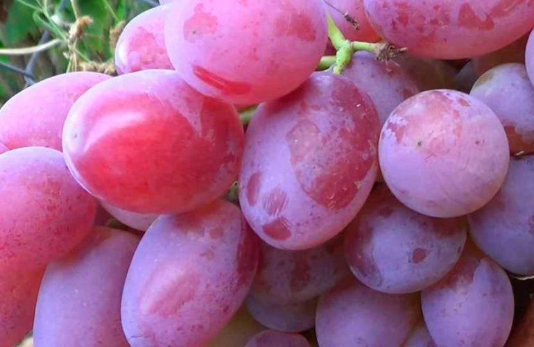 Виноград гелиос (описание сорта, фото, видео)