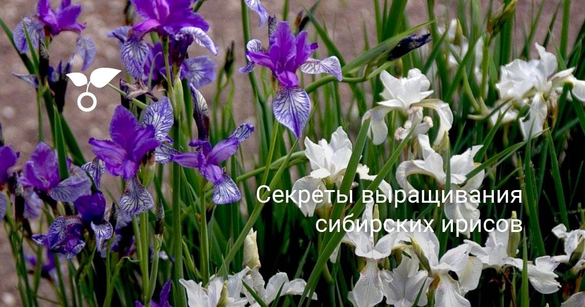 Секреты выращивания сибирских ирисов. посадка и уход. описание, фото — ботаничка.ru