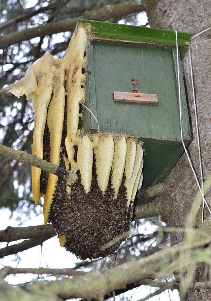 Ловля роев: инвентарь, как и чем приманить и поймать пчелиный рой, как пересадить в улий
