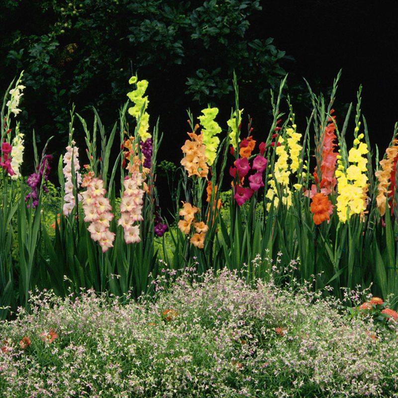 Гладиолусы (150 фото): пошаговая инструкция как выращивать и ухаживать за цветами в открытом грунте