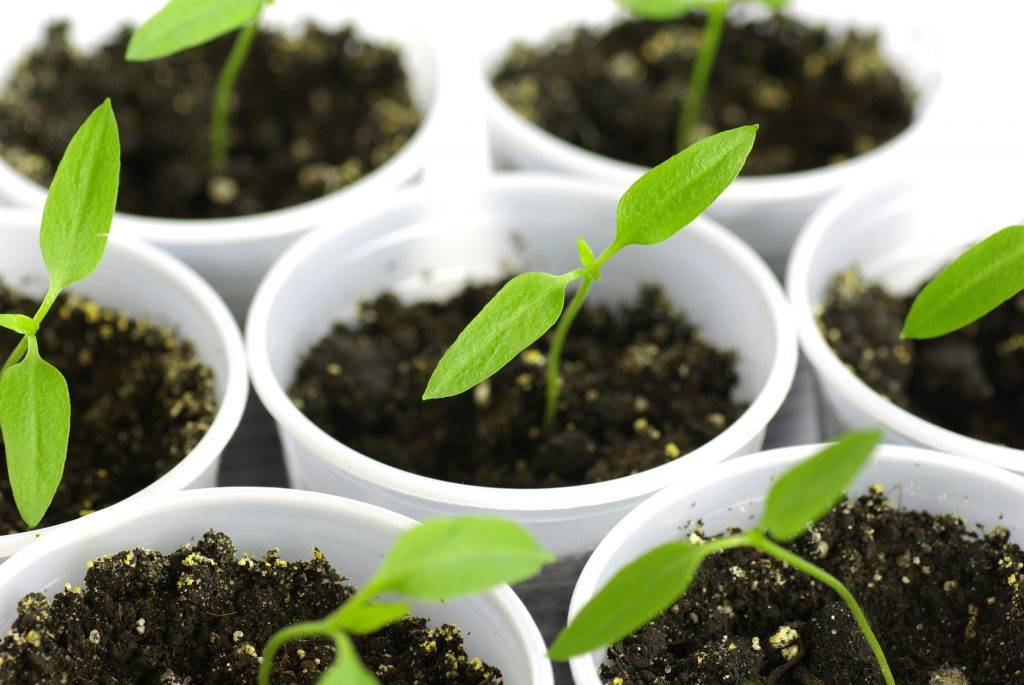 Выращивание рассады перца в домашних условиях: посадка семян и уход