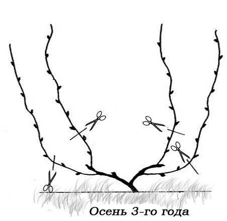 Обрезка винограда осенью для начинающих. Схема обрезки винограда осенью 3 года. Схема обрезки винограда осенью 4 года. Обрезка винограда первый год осенью для начинающих. Обрезка винограда 1 2 3 года схема.