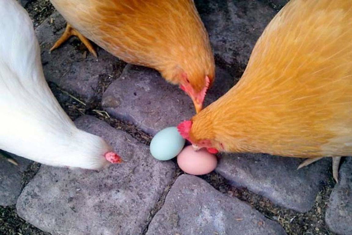 Откуда у куры яйца. Куры расклевывают яйца. Курица с яйцами. Курица расклевывает яйцо. Курица клюет яйца.