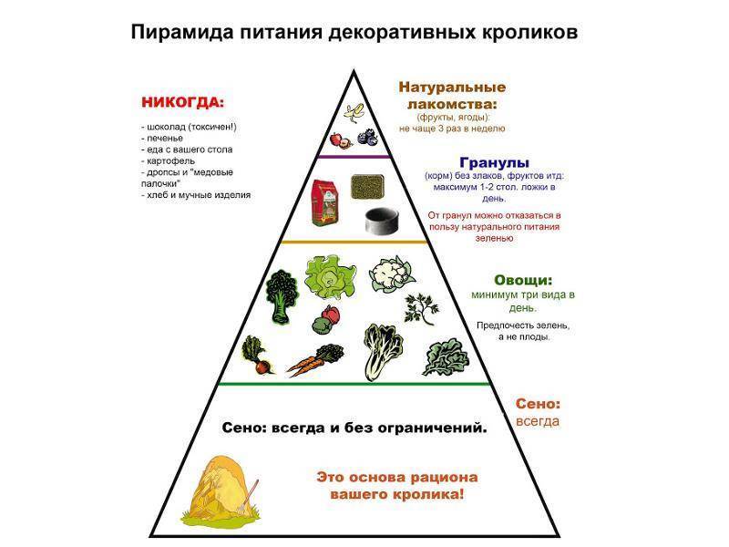 Какую кашу можно давать декоративному кролику