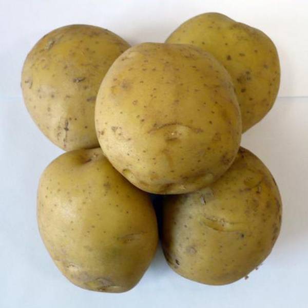 Лучшие сорта картофеля для краснодарского края 2021