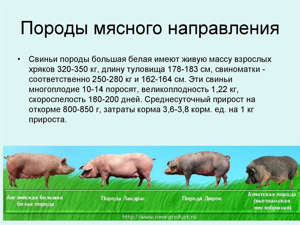 Основные мясные породы свиней