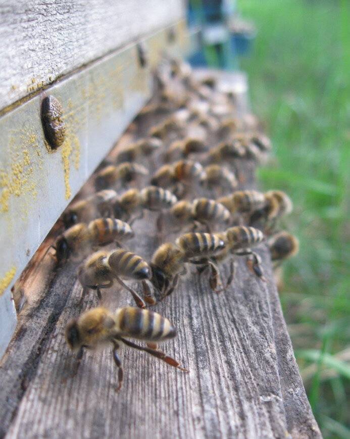 Почему пчелы висят под ульем бородой