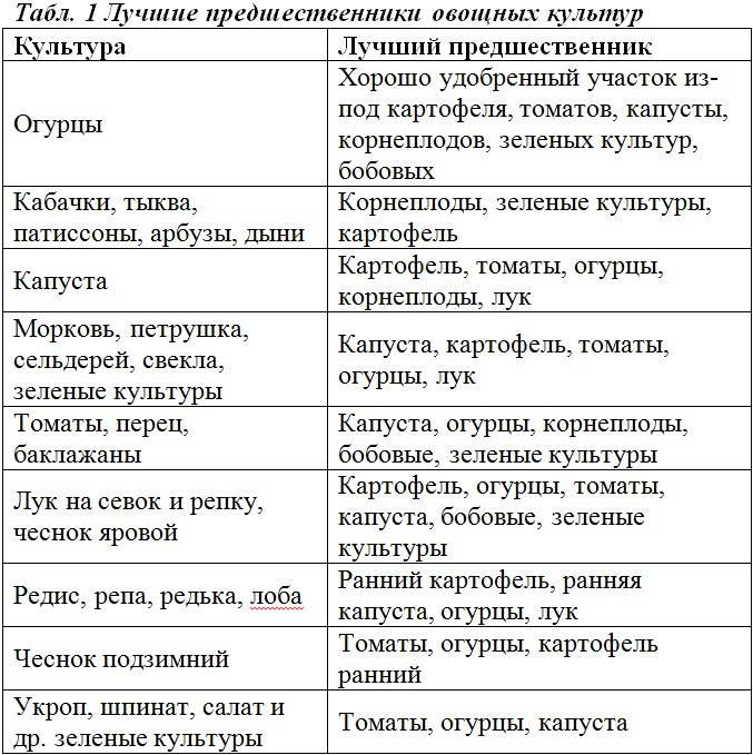 После каких культур можно сажать помидоры: что лучше посадить