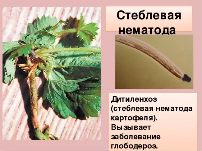 Нематода картофеля: как бороться, признаки, описание, лечение