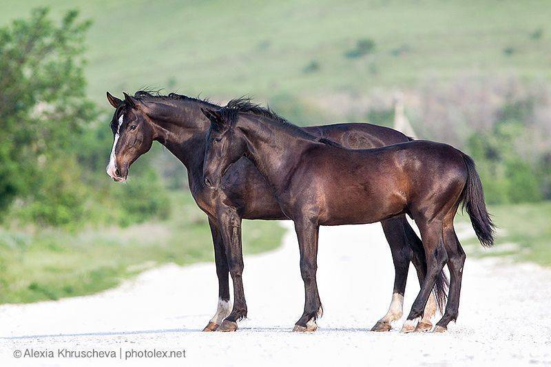 Легенды карачая — лошади кавказских гор