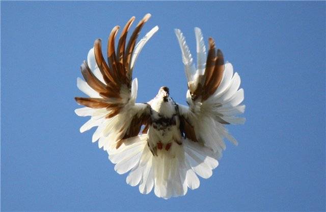 Серпастые голуби: описание породы, фото