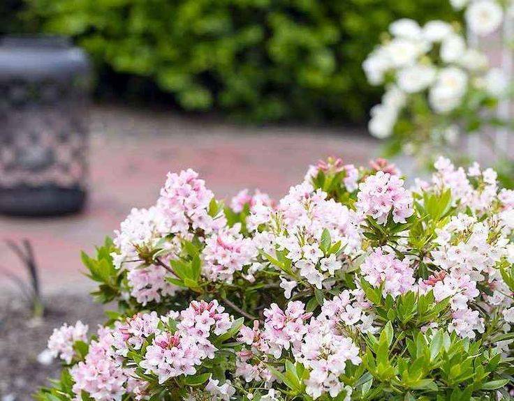 Самые красивые и устойчивые сорта рододендронов для вашего сада