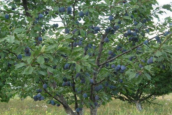 Слива волжская красавица описание сорта фото