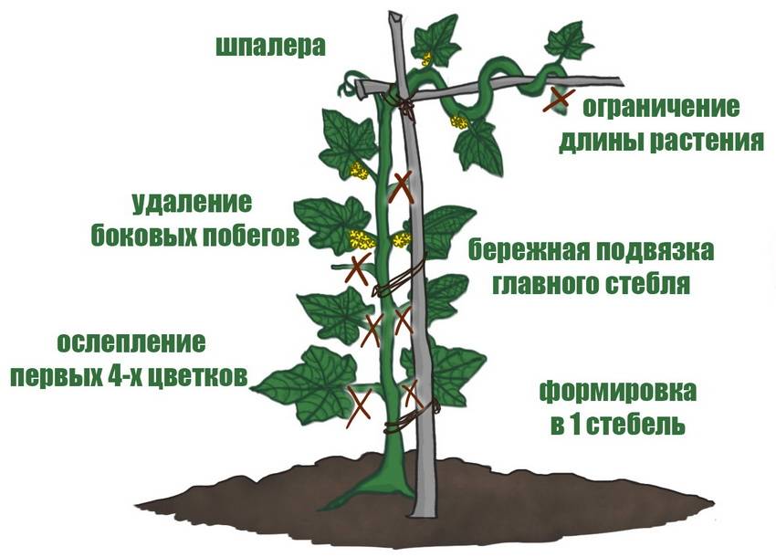 Секреты выращивания огурцов по методу Портянкина и Шамшиной
