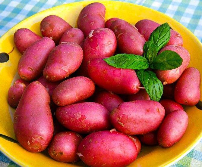 Самый урожайный картофель - 20 лучших сортов для выращивания с описанием и фото