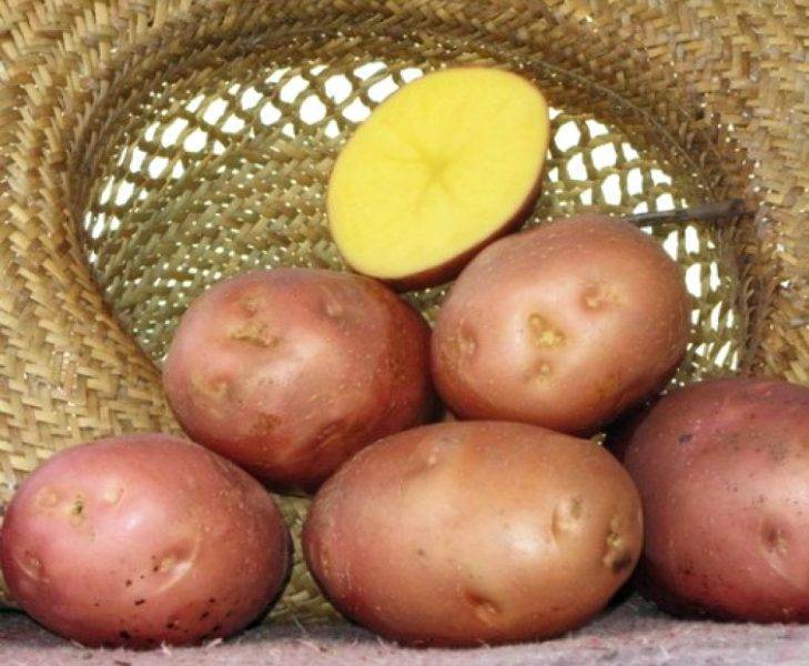 Картофель беллароза: описание сорта, выращивание, отзывы, фото