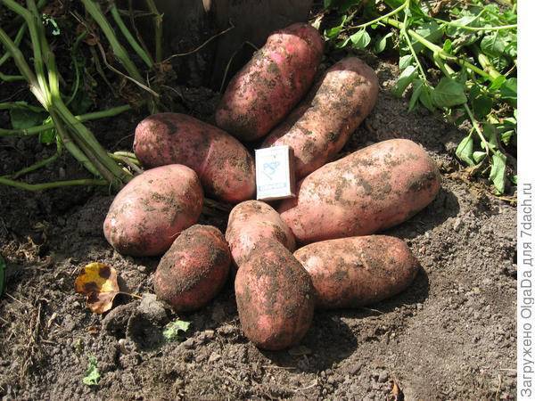 Картофель ред скарлет: характеристика и описание сорта, выращивание и уход