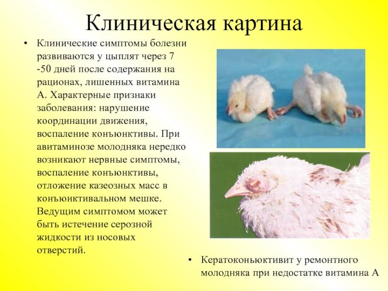 Болезни цыплят и молодых кур: диагностика и лечение