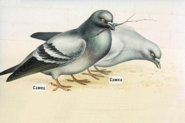 Как отличить голубя от голубки по внешним признакам