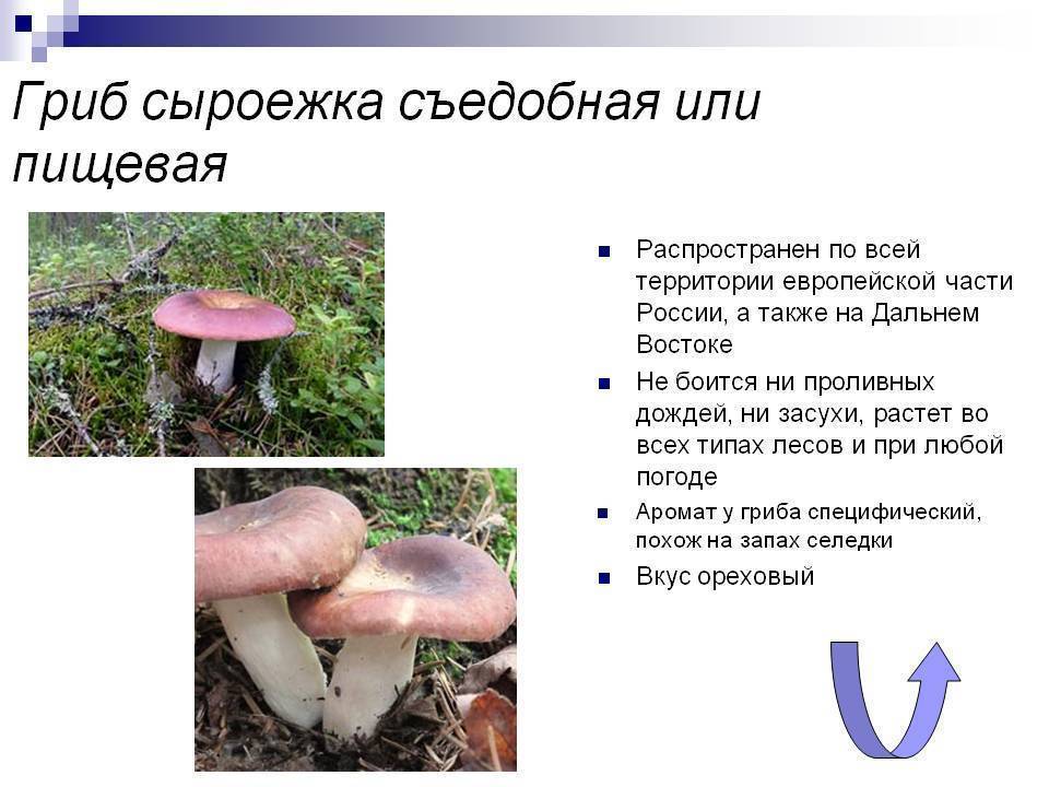 Как выглядит сыроежка: съедобные виды, подробное описание гриба