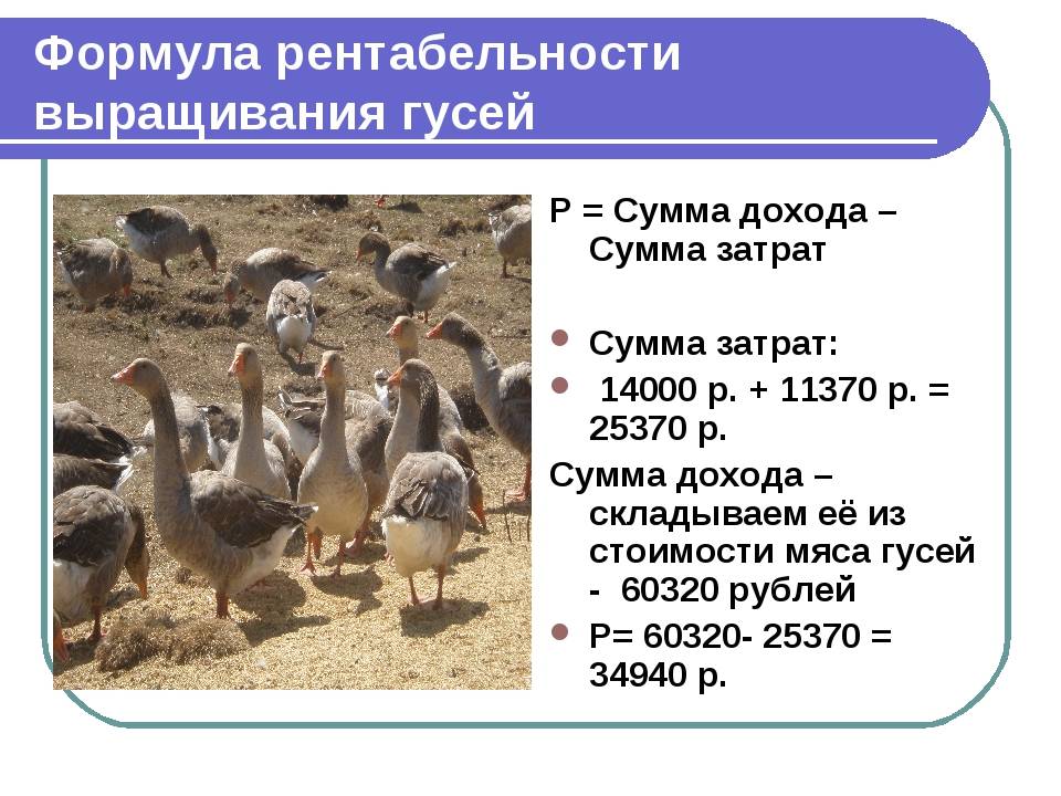 Рентабельность разведения гусей, организация прибыльного фермерского хозяйства
