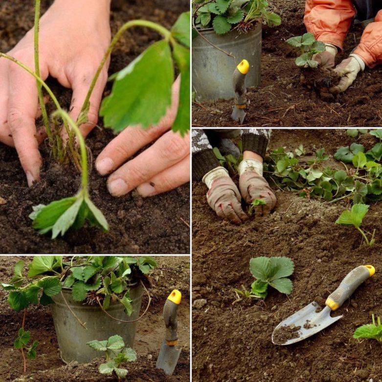 Как подготовить почву под клубнику в августе. подготовка земли для посадки клубники | дачная жизнь