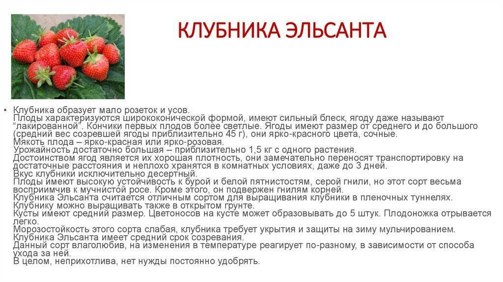 Клубника эльсанта: фото и описание сорта + советы по выращиванию