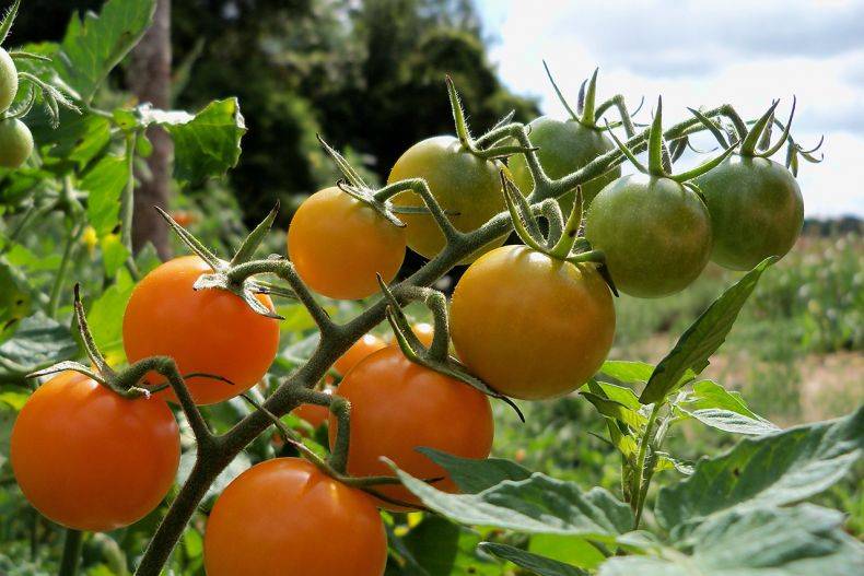 Подборка штамбовых сортов томатов на 2019 год