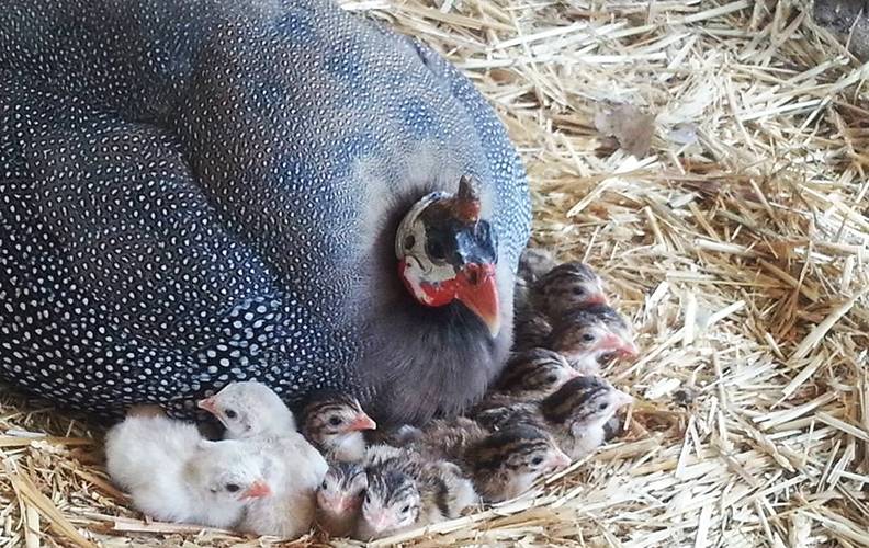 Сколько дней высиживает яйца цесарка: как вывести цыплят без инкубации