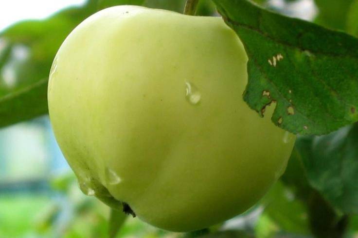 Описание сорта яблок белый налив