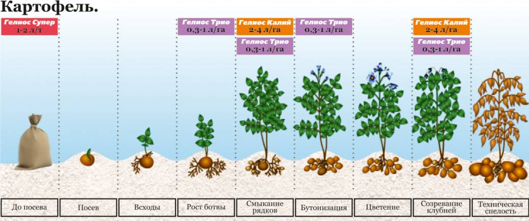 Картофель гала схема посадки