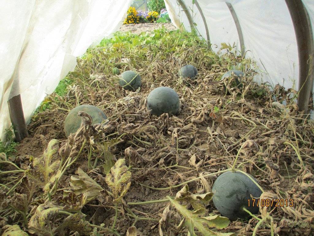 Когда и как сажать дыню на рассаду в 2021 году: выращивание дыни в теплице и открытом грунте, лучшие сорта и уход