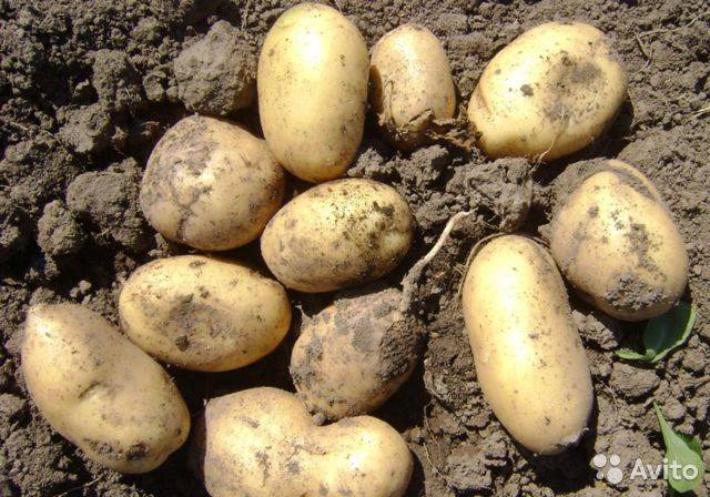 Сорт картофеля лорх: описание с фото и характеристиками внешнего вида, а также инструкция по выращиванию
