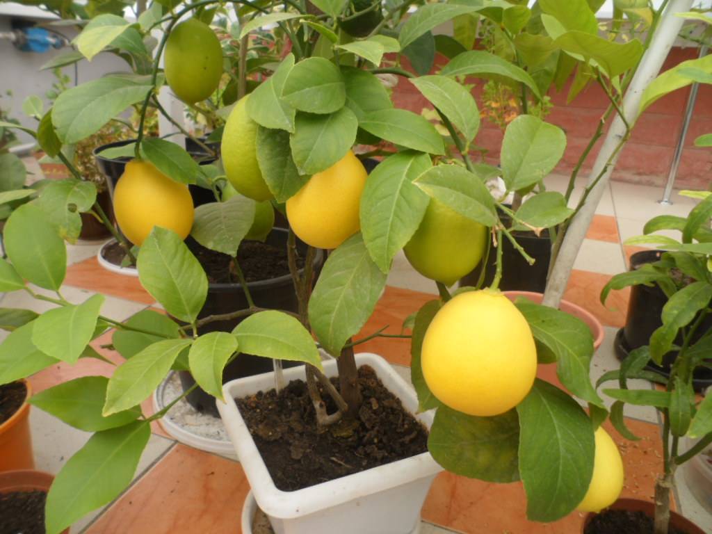 Выращивание комнатного лимона в домашних условиях и уход за ним