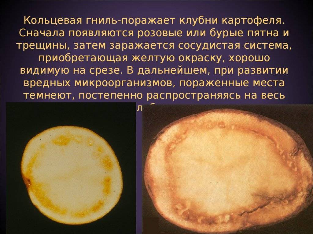 Рак картофеля | справочник пестициды.ru