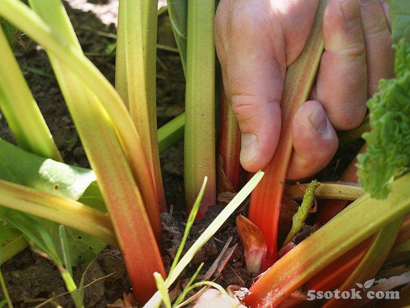 Как вырастить ревень: посев и уход за растением, условия для хорошего роста