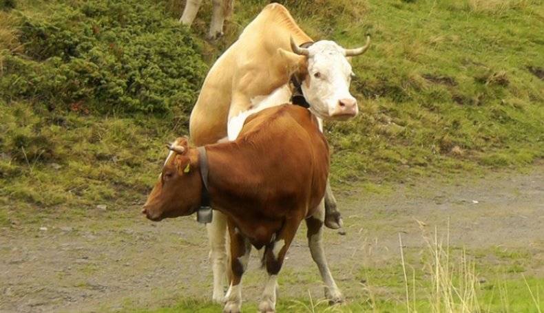 ᐉ спаривание (случка) коров с быками: половой цикл, признаки охоты - zooon.ru
