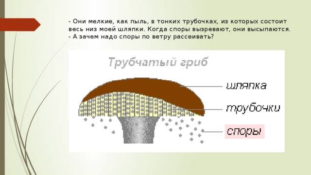 Размножение грибов: спорами, делением и почкованием, особенности процесса